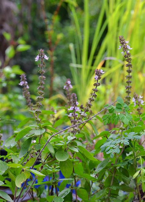 African Blue Basil Plants For Sale Sow Exotic
