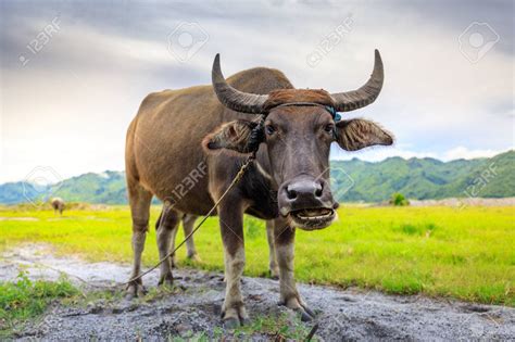 Carabao Liberal Dictionary