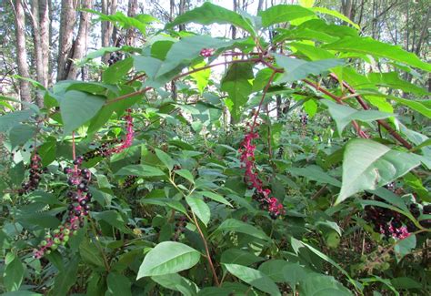 6 Fascinating Plants That Look Like Elderberry Easy Gardens Life