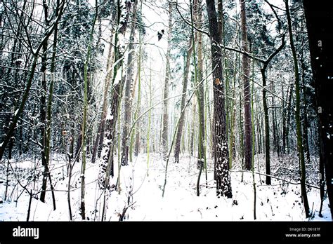 Snow Falling In A Forest Stock Photo Alamy