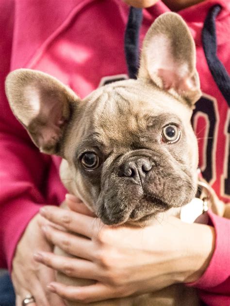 Are French Bulldogs Hypoallergenic Do They Shed Puplore
