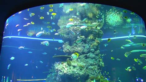 Sea Aquarium At Sentosa Island In Singapore Oct 27 2016 Youtube