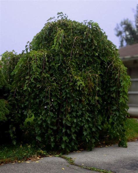 We did not find results for: Mulberry Trees