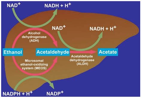 alcohol metabolism pathway