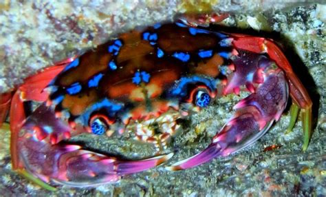 Rainbow Swimming Crab Charybdis Erythrodactyla Weird Sea Creatures