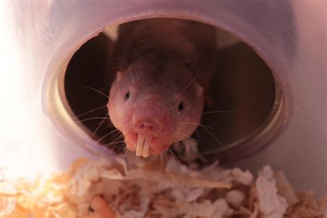 Naked Mole Rats Use Glucose Fructose Switch To Survive Suffocating Conditions