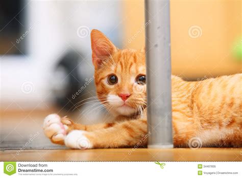 Animals At Home - Red Cute Little Cat Pet Kitty On Floor Royalty Free