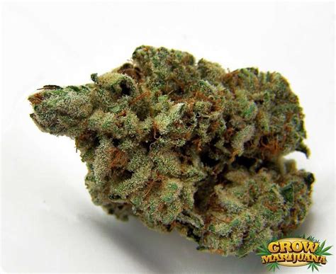 Pure Og Kush Best Kush Strains Of All Time Names And Pictures