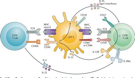 Cd T Cell Help In Cancer Immunology And Immunotherapy Semantic Scholar