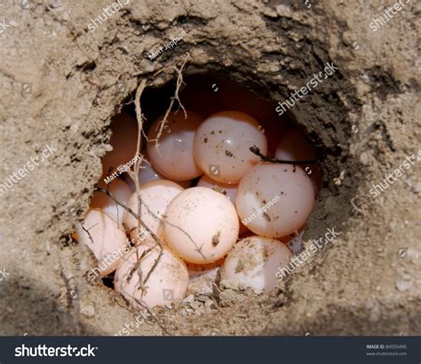 Close Eggs Spiny Softshell Turtle Apalone Stock Photo 84555490