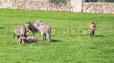 Donkey On The Italian Island Of Sardinia Stock Image Colourbox