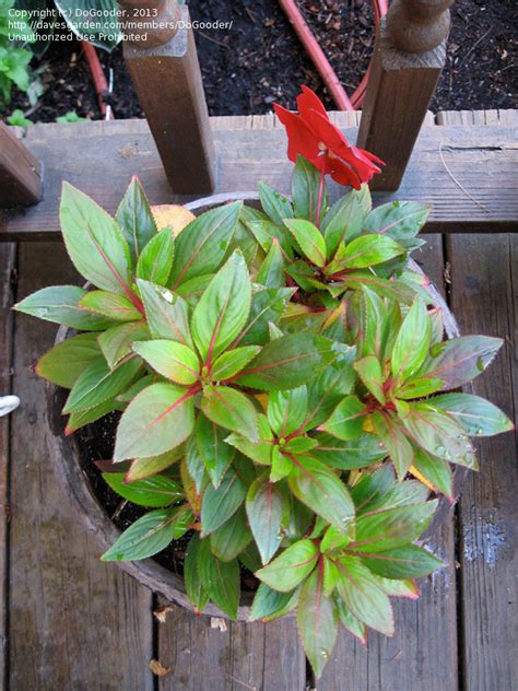 Plant Identification Closed Redgreen Pointy Serrated Leaves Red