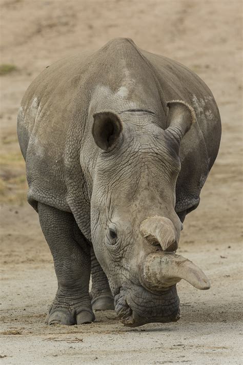 Imminent Extinction Of Northern White Rhinoceros Motivates Genetic