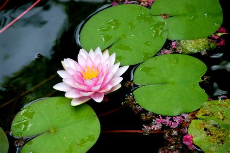 Free Photo Lily Pad Flower Flower Lily Lilypads Free Download