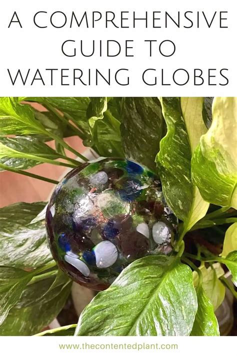 Plant Watering Globes Guide The Contented Plant