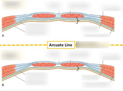 Arcuate Line Diagram Quizlet