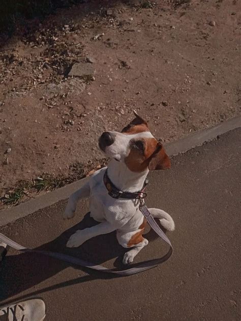 Jack Russell Terrier Aesthetic Jack Russell Terrier Jack Russell