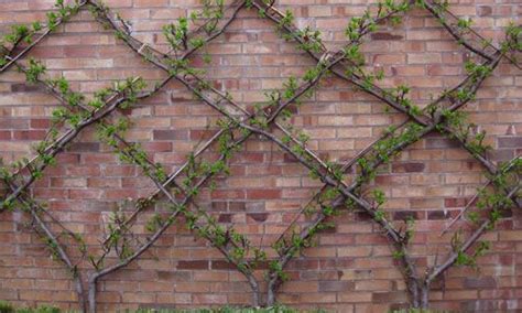 How To Espalier Plants And Trees Diy Garden Fence Backyard Fences