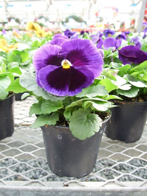 Purple Flower Pansies Closeup Of Colorful Pansy Flower Stock Image