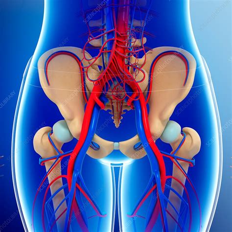 Human Anatomy Scientific Illustrations Pelvis Arteries Stock Vector Art
