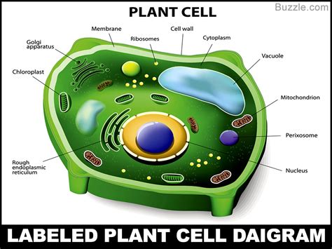 Basic Unit Of Life Plant Cell Structure And Functions