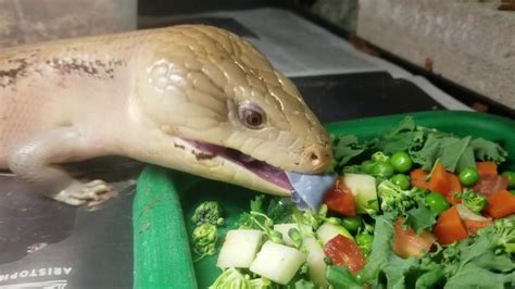 Blue Tongued Skink Eats Lunch Youtube