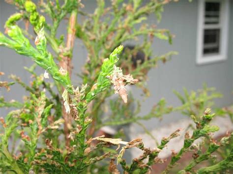 Bagworms On Arborvitae Plant Pests Arborvitae Plants