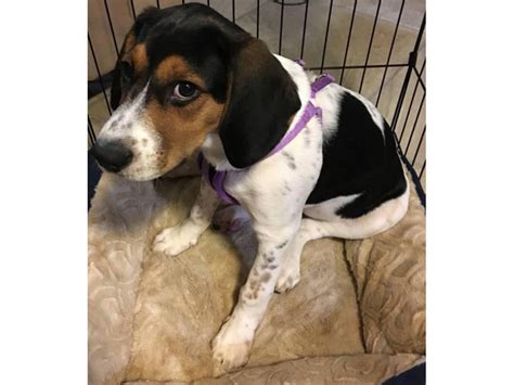 4 Month Old Female English Coonhound For Sale Knoxville Puppies For