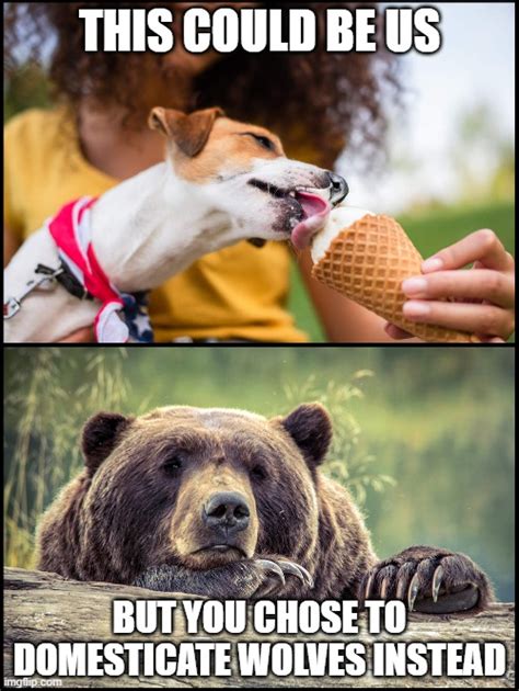 Sad Bear Just Wants Treats Rmemes