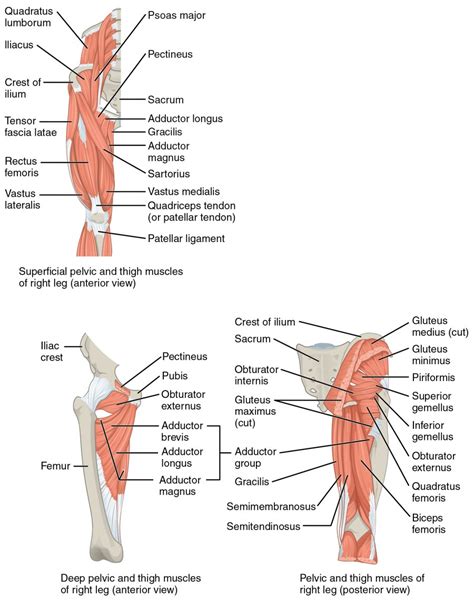 Appendicular Muscles Of The Pelvic Girdle And Lower Limbs Anatomy And