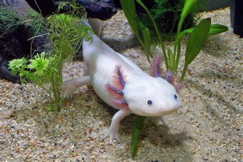 Ask Dr Universe What Are Axolotl The Daily World