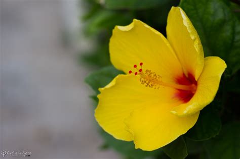 Yellow Hibiscus By Cyclicalcore On Deviantart