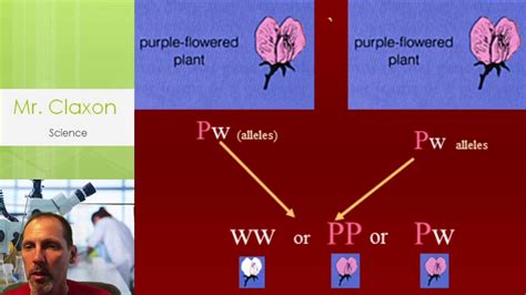 Hi, and welcome to this video on punnett squares! Punnett Squares - YouTube