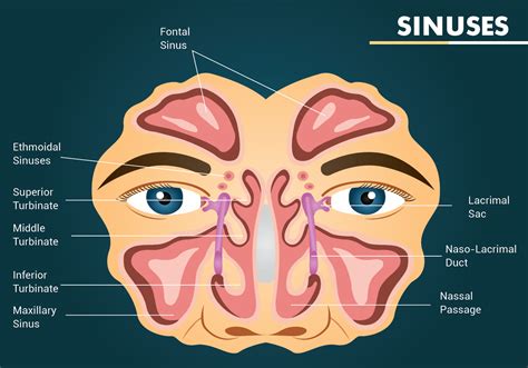 Sinuses Anatomical Representation Stock Vector Illustration Of My Xxx Hot Girl