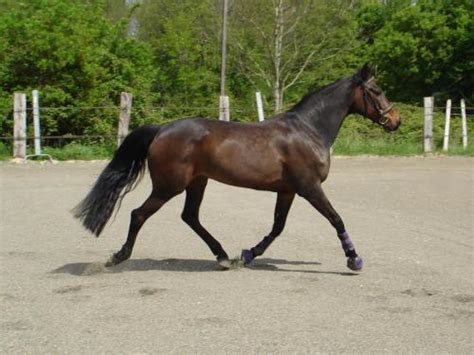 French Trotter Facts And Information Viovet