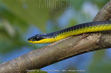 Green Tree Snake Stock Photo Minden Pictures