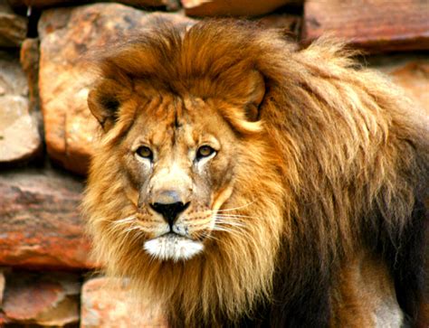 Find & download free graphic resources for lion hair. Free Lion Face Images, Download Free Clip Art, Free Clip ...