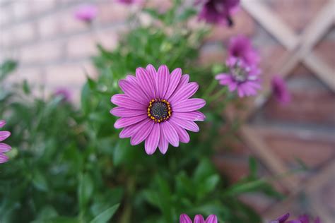 Choosing low light flowering houseplants. Free Images : nature, purple, petal, flora, flowers, close ...