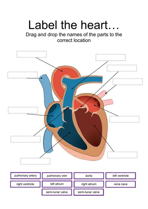 Label Parts Of The Heart Interactive Worksheet Biology Lessons Parts