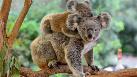 Baby Koalas Cling To Their Mothers Back After Venturing Out Of Her