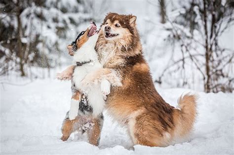finnish lapphunds dog breeds pictures dog breeds breeds