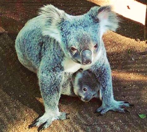 How Long Do Baby Koalas Stay In The Pouch Parote