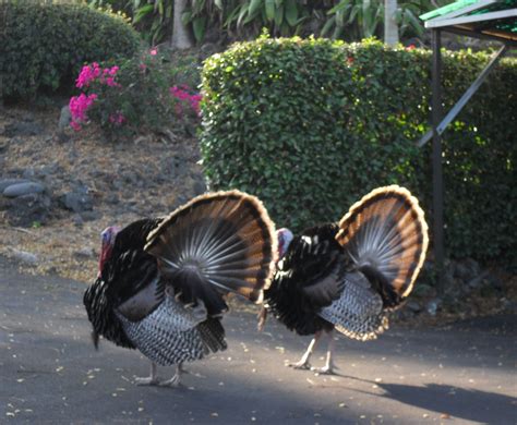 Can Turkeys Swim National Geographic