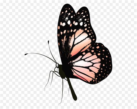 Add text with your own fonts to an (animated) image. Schmetterling clip art - Butterfly PNG Bild-Clipart png ...