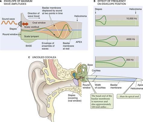 Vestibular And Auditory Transduction Hair Cells Sensory Transduction