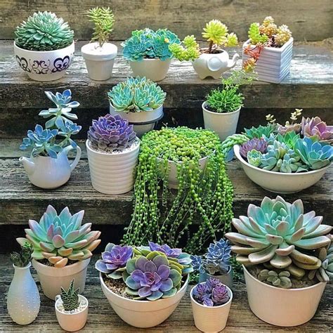 New Post On Quiet Nymph Succulents Cacti And Succulents Succulents