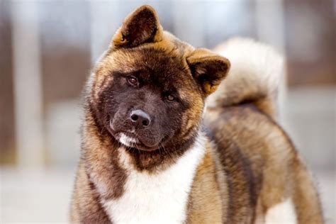 Akita Dog Breed Information And Characteristics Daily Paws