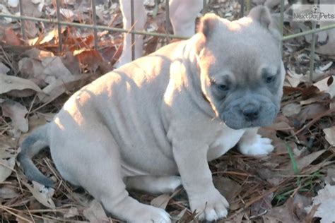 In recent times the micro american bully puppies for sale are often seen in europe and asia. Micro Girl: American Bully puppy for sale near Tyler / East TX, Texas. | f1a00b1c-c141