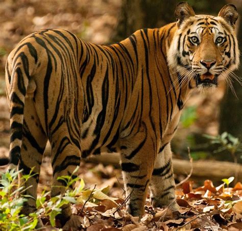 Global Tiger Day Indias ‘project Tiger Marks 50 Years Of