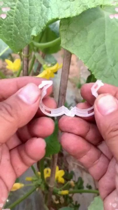 200pcs Plant Support Clips Plastic Garden Ties For Tomato Veggie